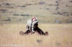 autruche masai / masai ostrich