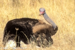 autruche de Somalie / Somali ostrich