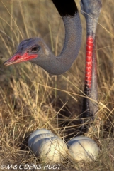 autruche de Somalie / Somali ostrich