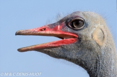 autruche de Somalie / Somali ostrich