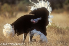 autruche de Somalie / Somali ostrich