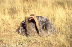 autruche de Somalie / Somali ostrich