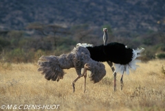 autruche de Somalie / Somali ostrich