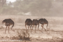 autruche de Somalie / Somali ostrich