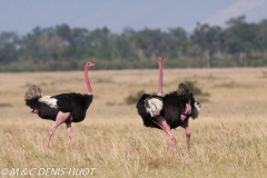 autruche masai / masai ostrich