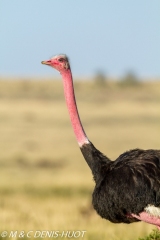 autruche masai / masai ostrich