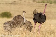 autruche masai / masai ostrich