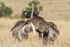 autruche masai / masai ostrich