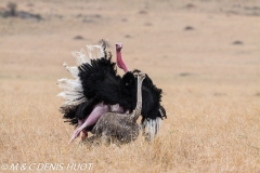 autruche masai / masai ostrich