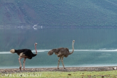 autruche masai / masai ostrich