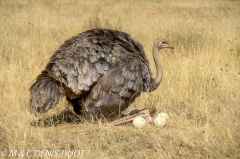 autruche de Somalie / Somali ostrich