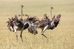 autruche masai / masai ostrich