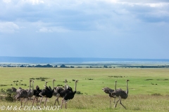 autruche masai / masai ostrich