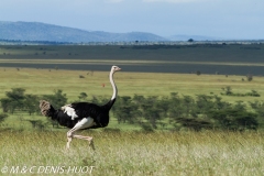 autruche masai / masai ostrich