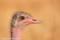 autruche masai / masai ostrich