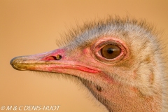 autruche masai / masai ostrich