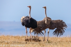 autruche masai / masai ostrich