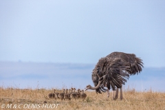 autruche masai / masai ostrich