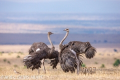 autruche masai / masai ostrich
