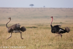 autruche masai / masai ostrich