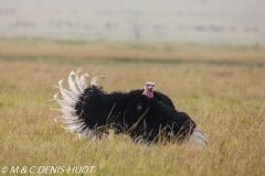 autruche masai / masai ostrich