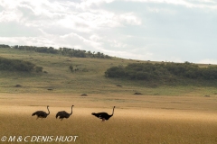 autruche masai / masai ostrich