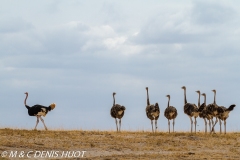 autruche masai / masai ostrich