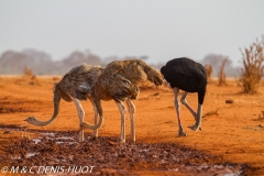 autruche de Somalie / Somali ostrich