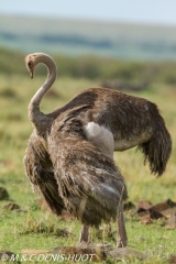 autruche masai / masai ostrich