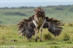 autruche masai / masai ostrich