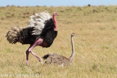 autruche masai / masai ostrich