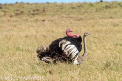 autruche masai / masai ostrich