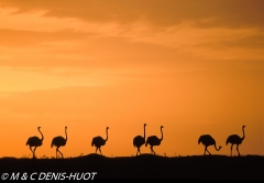 autruche masai / masai ostrich