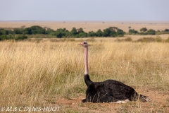 autruche masai / masai ostrich