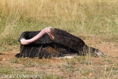 autruche masai / masai ostrich