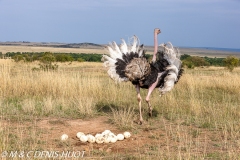 autruche masai / masai ostrich