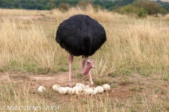 autruche masai / masai ostrich