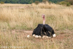 autruche masai / masai ostrich