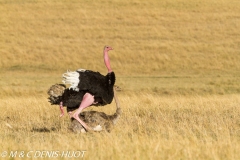 autruche masai / masai ostrich