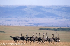 autruche masai / masai ostrich