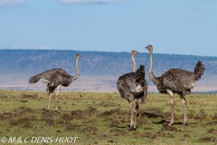 autruche masai / masai ostrich