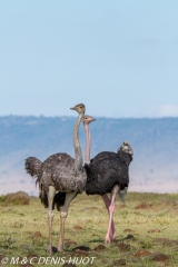 autruche masai / masai ostrich