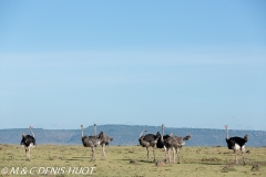 autruche masai / masai ostrich