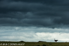 autruche masai / masai ostrich