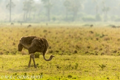 autruche masai / masai ostrich