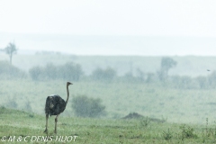 autruche masai / masai ostrich