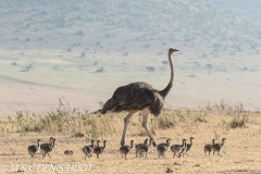 autruche masai / masai ostrich