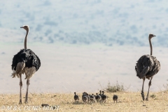 autruche masai / masai ostrich