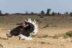 autruche masai / masai ostrich