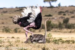 autruche masai / masai ostrich